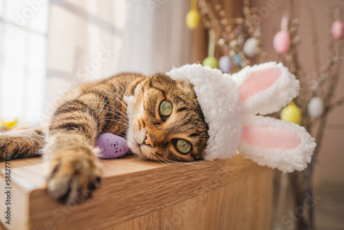 Cute kitty looks at the camera in a bunny costume. The cat is lying on a wooden background wearing a cute hat with bunny ears. Happy Easter concept