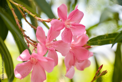 pink flowers blooming in garden park in Bangkok Thailand