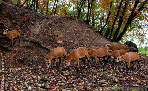 Cameroon sheep in an italian Parco Natura Viva.