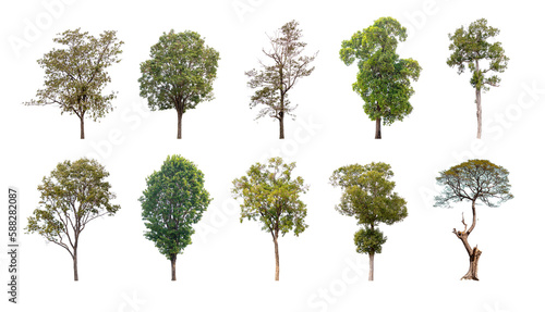 Collection of trees isolated  A beautiful trees from Thailand.