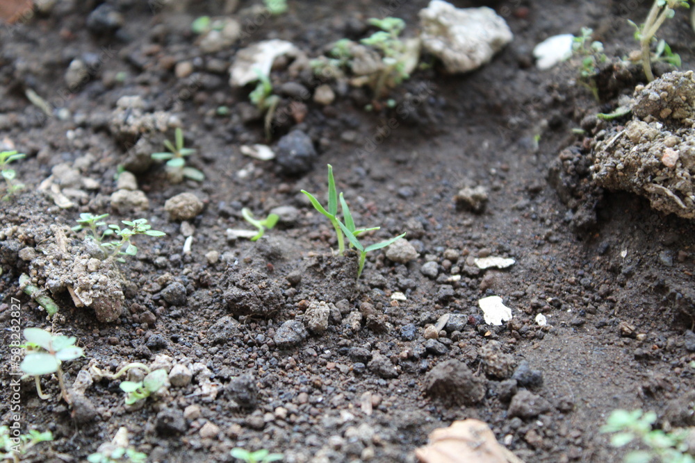 sprouts of a tomato sprouts of a tomato