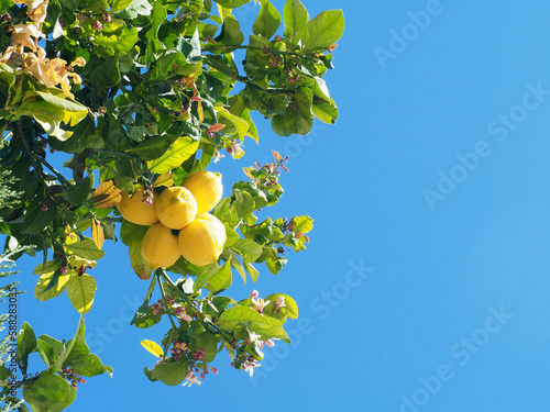 A branch of a lemon tree with bright yellow fruits and white flowers against a blue sky