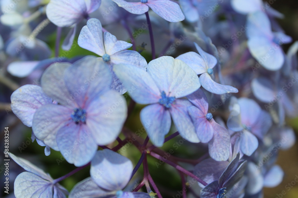 blue and white flowers blue and white flowers