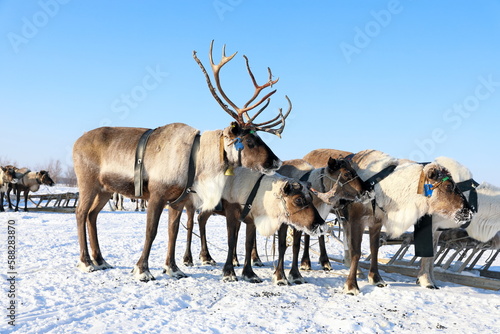 Domestic reindeer in harness in winter in Siberia photo