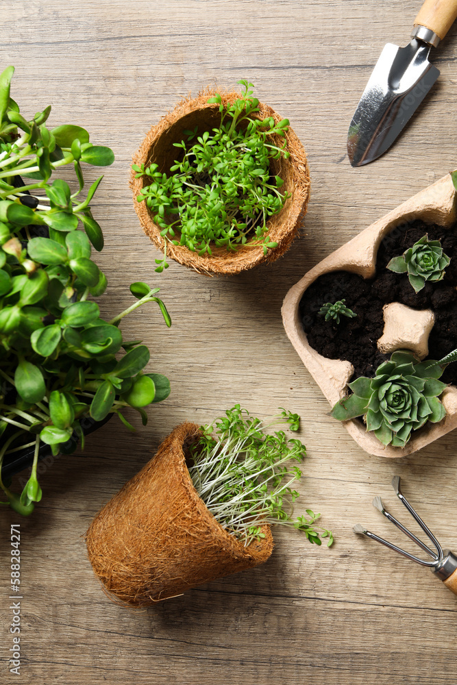 Growing plants in egg box, creative way to grow plants Growing plants in egg box, creative way to grow plants