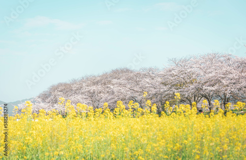 藤原宮跡の菜の花と桜