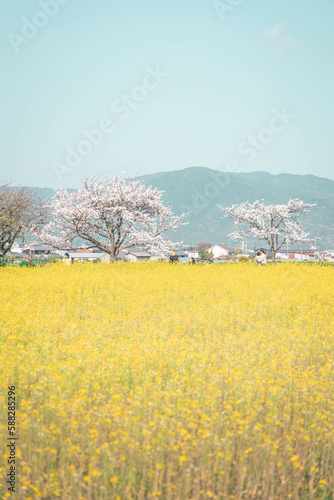 藤原宮跡の菜の花と桜