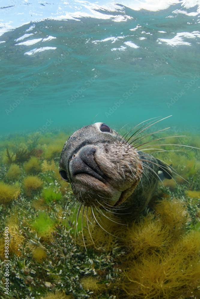 Funny sea lion under the ocean