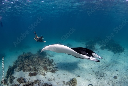 Female diver swimming with an oceanic manta ray (Mobula birostris) © Dylan Dehaas/Wirestock Creators