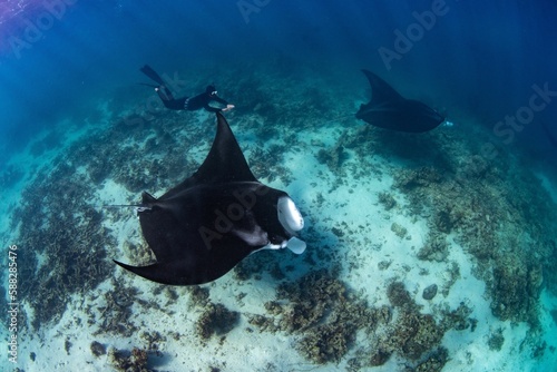 Female diver swimming with oceanic manta ray  Mobula birostris 