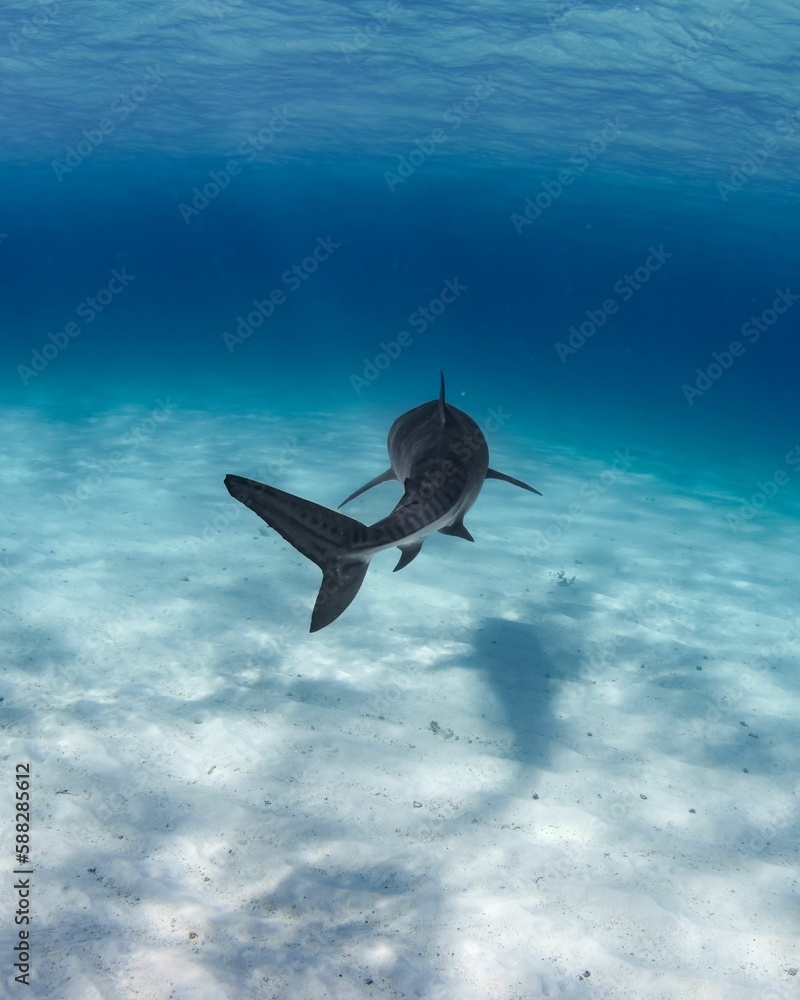 Fototapeta premium Tiger shark (Galeocerdo cuvier) under the ocean