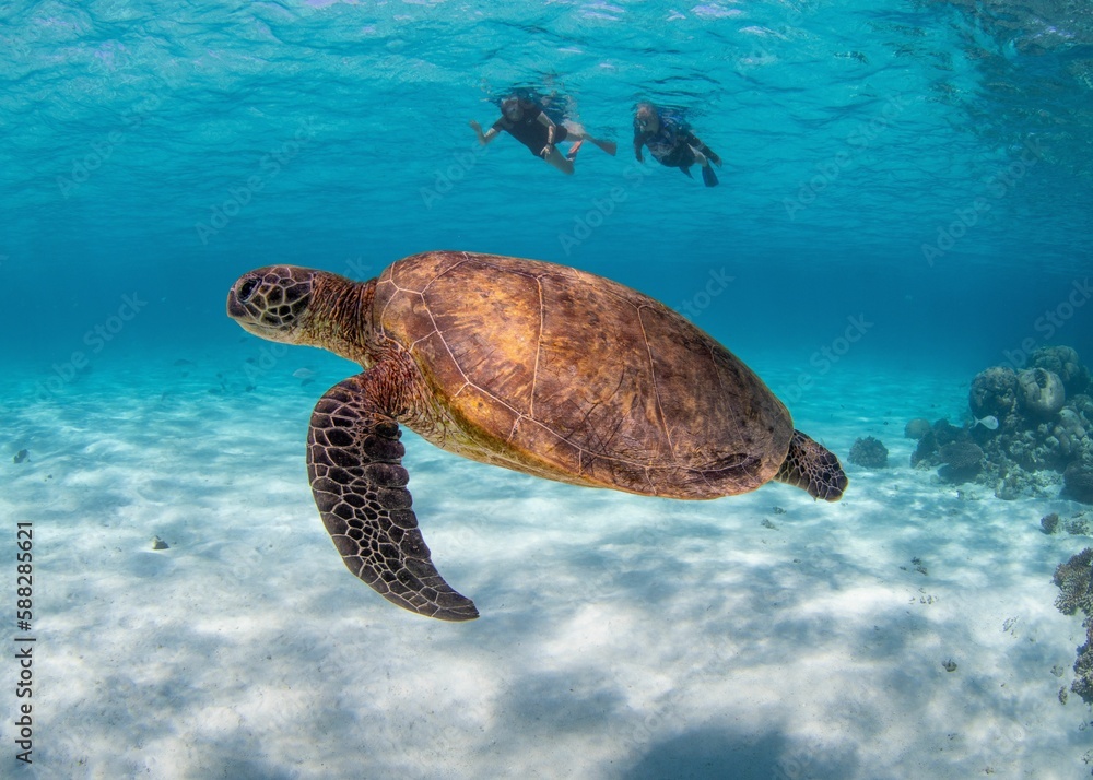Obraz premium Green sea turtle (Chelonia mydas) with divers under the ocean