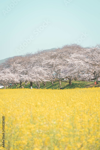 藤原宮跡の菜の花と桜