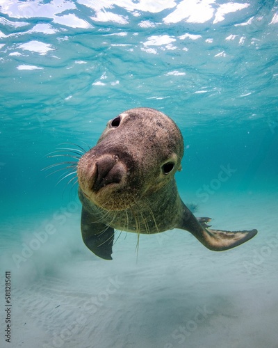 Canvas Print Funny sea lion under the ocean