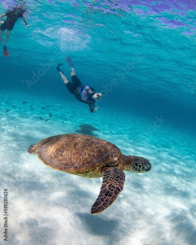 Green sea turtle  Chelonia mydas  with divers under the ocean