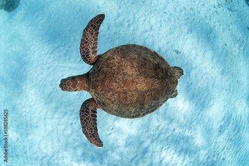 Green sea turtle (Chelonia mydas) under the ocean