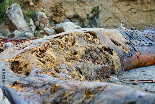 Billede på lærred Dead blue whale corpse on the coast of Chiloe Island
