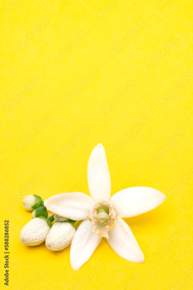 Citrus tree blossom on yellow background Citrus tree blossom on yellow background