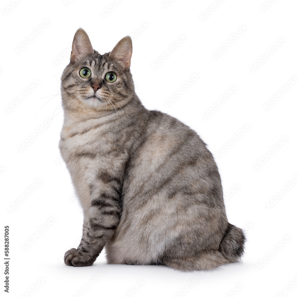 Obraz premium Sweet adult silver tortie Kurilian Bobtail cat, sitting up side ways. Looking towards camera with green eyes. Isolated on a white background.