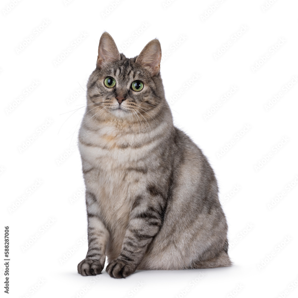 Obraz premium Sweet adult silver tortie Kurilian Bobtail cat, sitting up facing front. Looking towards camera with green eyes. Isolated on a white background.