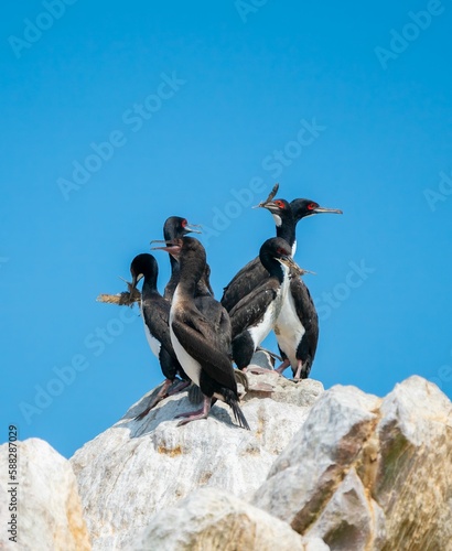 Vertical of Guanay Cormorants (Phalacrocorax bougainvillii) on a rocky hill in Ballestas Islands photo