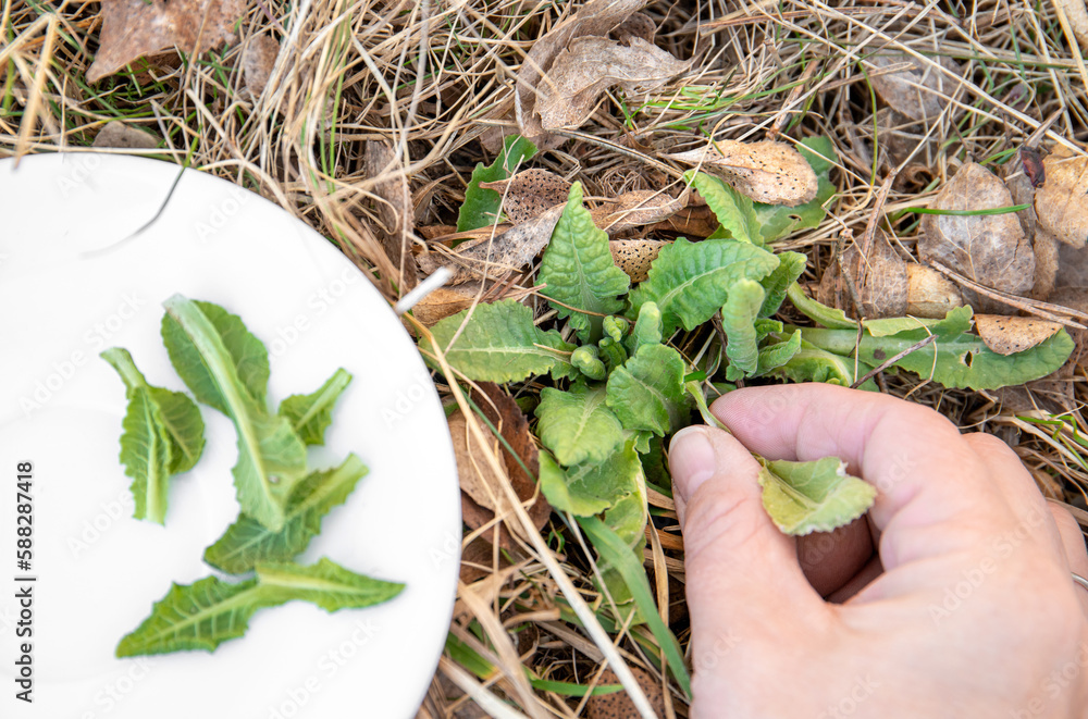 Person hand picking Primula veris, cowslip, common cowslip, cowslip primrose, Primula officinalis Hill fresh green leaves outdoors from meadow, for eating. Healthy spring snack full of vitamin C.