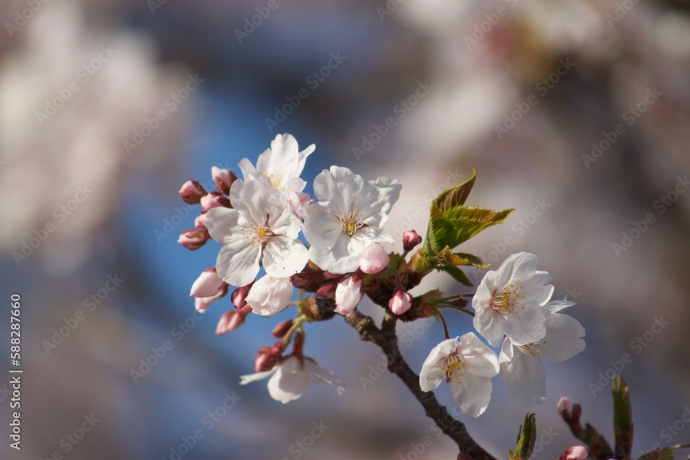 桜