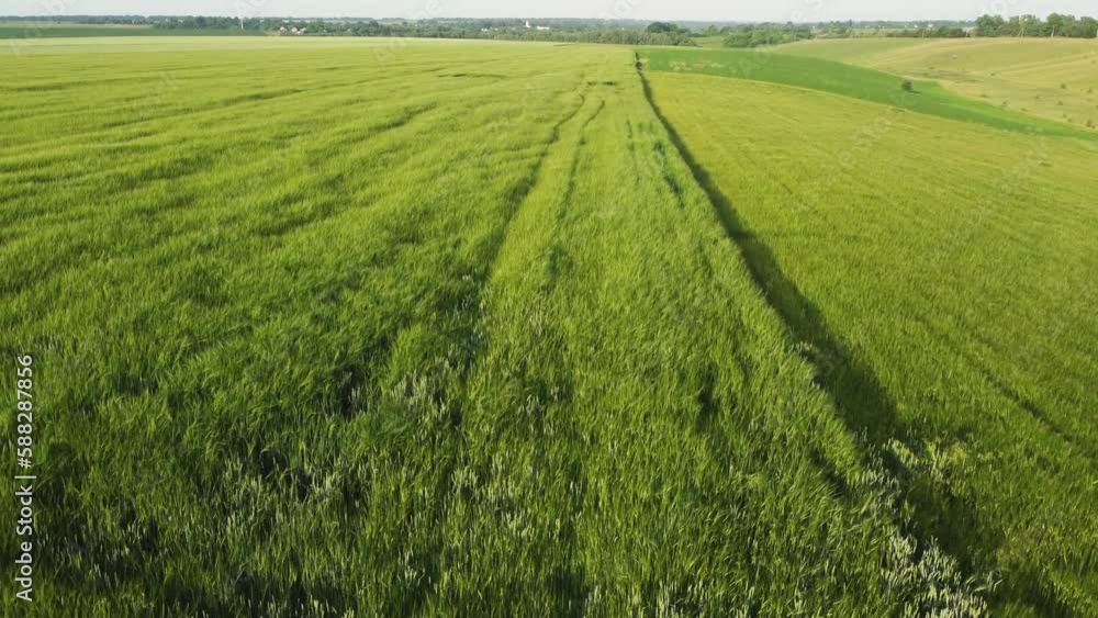 Field of the unripe green barley while moving up Field of the unripe green barley while moving up