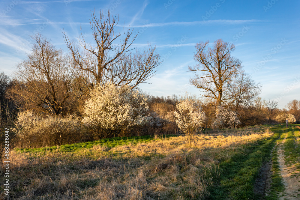 Sunlight in the afternoon over the spring trees Sunlight in the afternoon over the spring trees