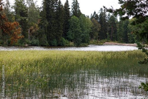 View of the forest lake with sedge. Late summer season. Silence and calm.