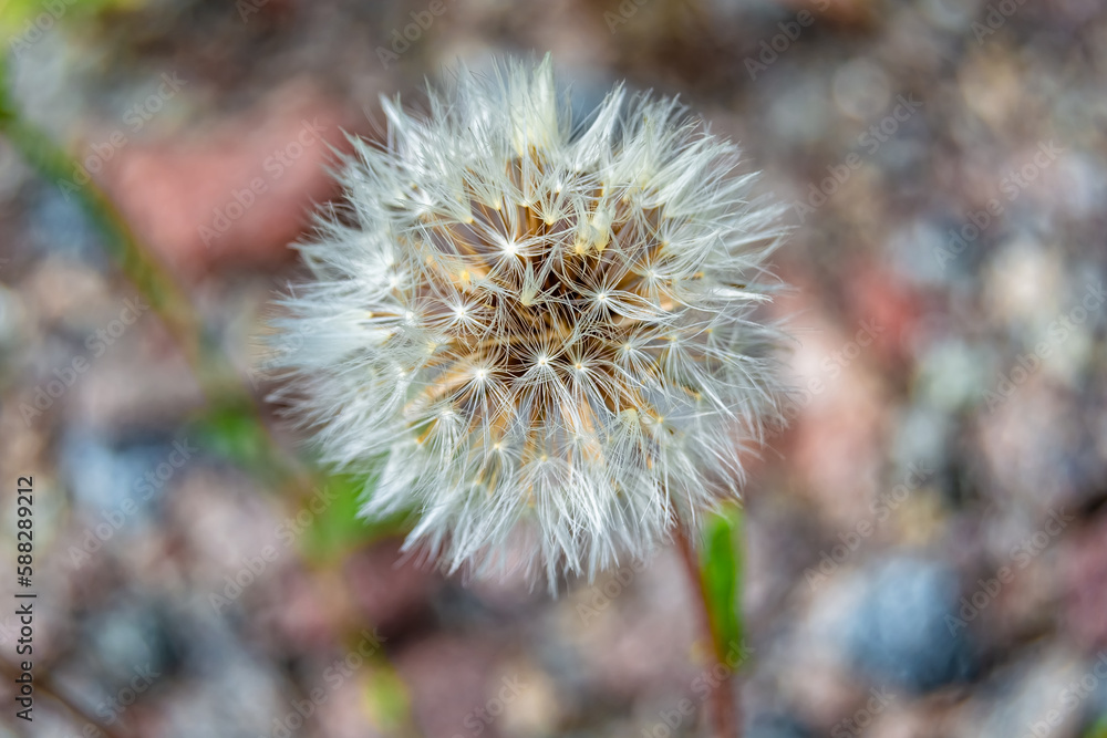 Fototapeta premium Beautiful wild growing flower seed dandelion on background meadow