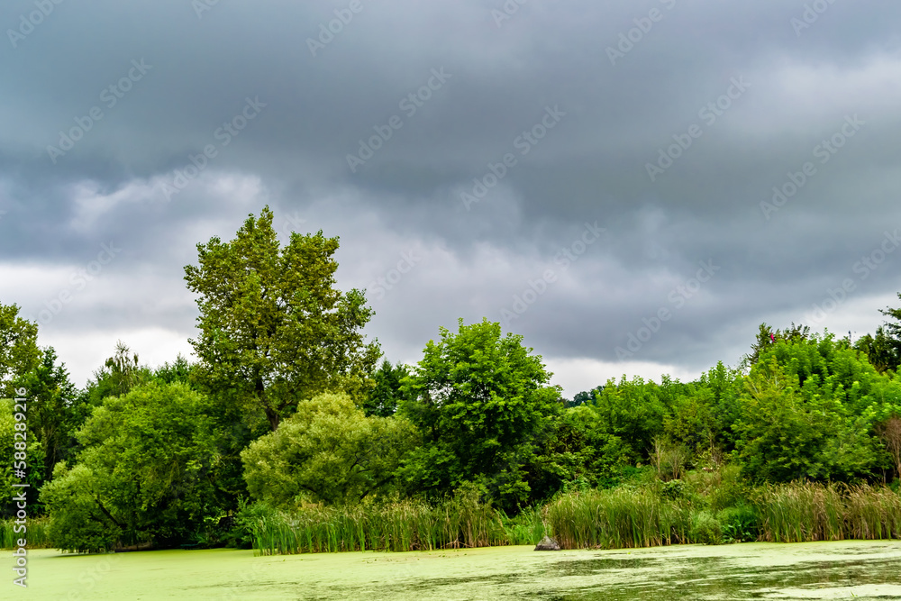 Fototapeta premium Beautiful grass swamp reed growing on shore reservoir in countryside
