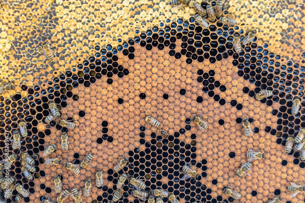 Abstract hexagon structure is honeycomb from bee hive filled Abstract hexagon structure is honeycomb from bee hive filled