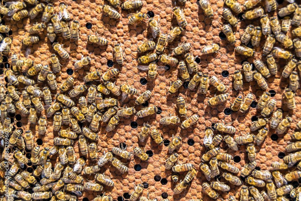 Abstract hexagon structure is honeycomb from bee hive filled Abstract hexagon structure is honeycomb from bee hive filled