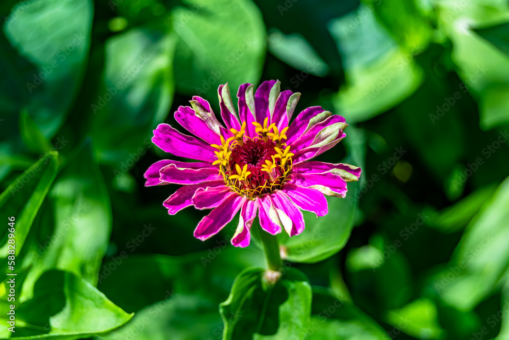 Obraz premium Beautiful wild growing flower zinnia elegans on background meadow
