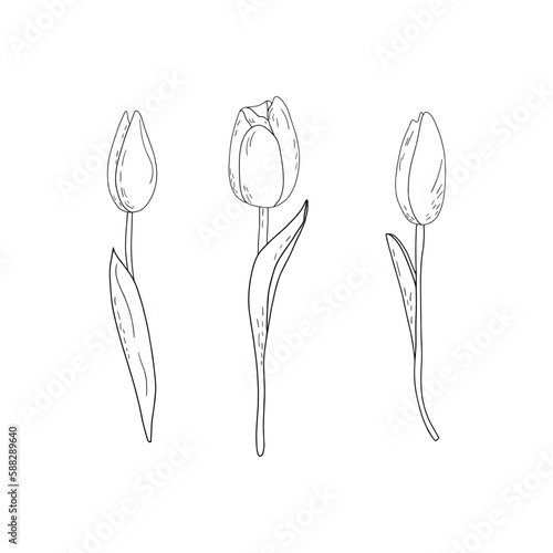 Hand-drawn vector set of outline tulips with shading 