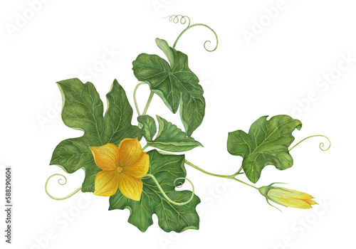 Watercolor leaves and flowers of a pumpkin.