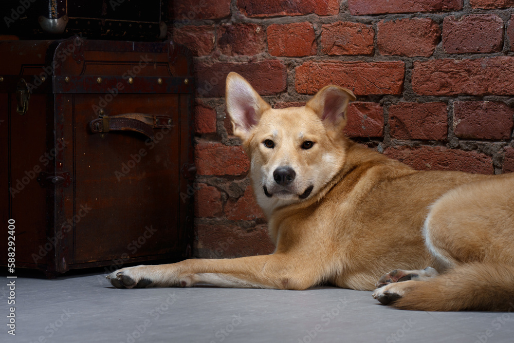 dog against the backdrop of a brick wall in the loft interior. Pet indoors dog against the backdrop of a brick wall in the loft interior. Pet indoors