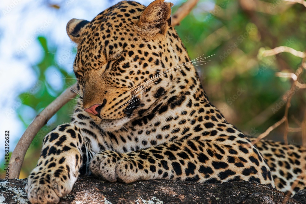 Closeup shot of a cute sleeping Leopard Closeup shot of a cute sleeping Leopard