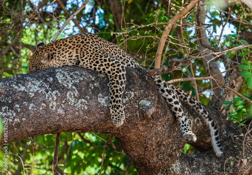 Closeup shot of a sleeping Leopard on the tree