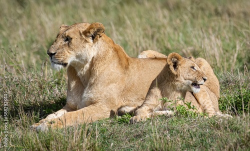 Lionesse with a cab sitting on a grassland under the sunlight photo
