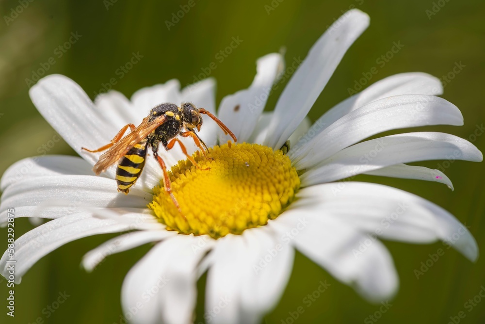 Closeup shot of a Nomad Bee (Nomad) collecting nectar from an Oxeye daisy Closeup shot of a Nomad Bee (Nomad) collecting nectar from an Oxeye daisy