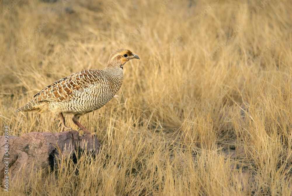 Sand Grouse in a classic pose taken in Ranthambore India