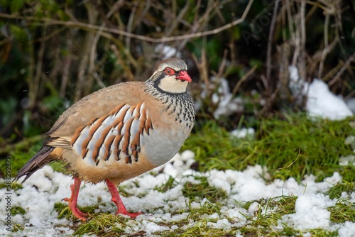 Beautiful Red legged partridge (Alectoris rufa) walking on the snowy grass on the blurred background
