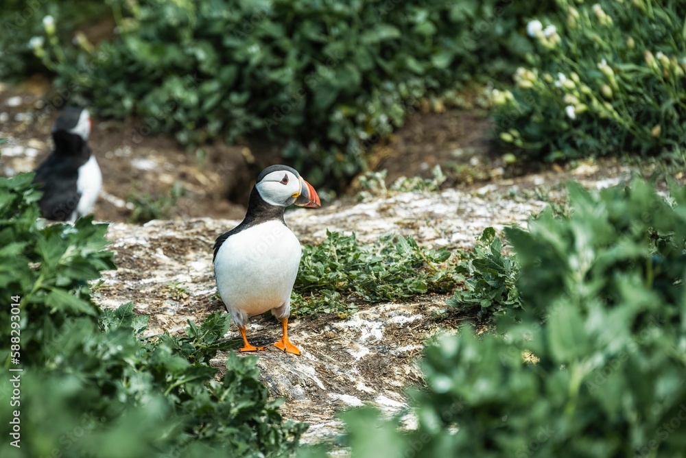 Closeup shot of a cute Puffin in the Farne Islands, Northumberland Closeup shot of a cute Puffin in the Farne Islands, Northumberland