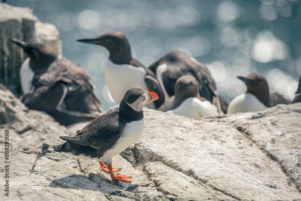 Fototapeta premium Closeup shot of a cute Puffin birds in the Farne Islands, Northumberland
