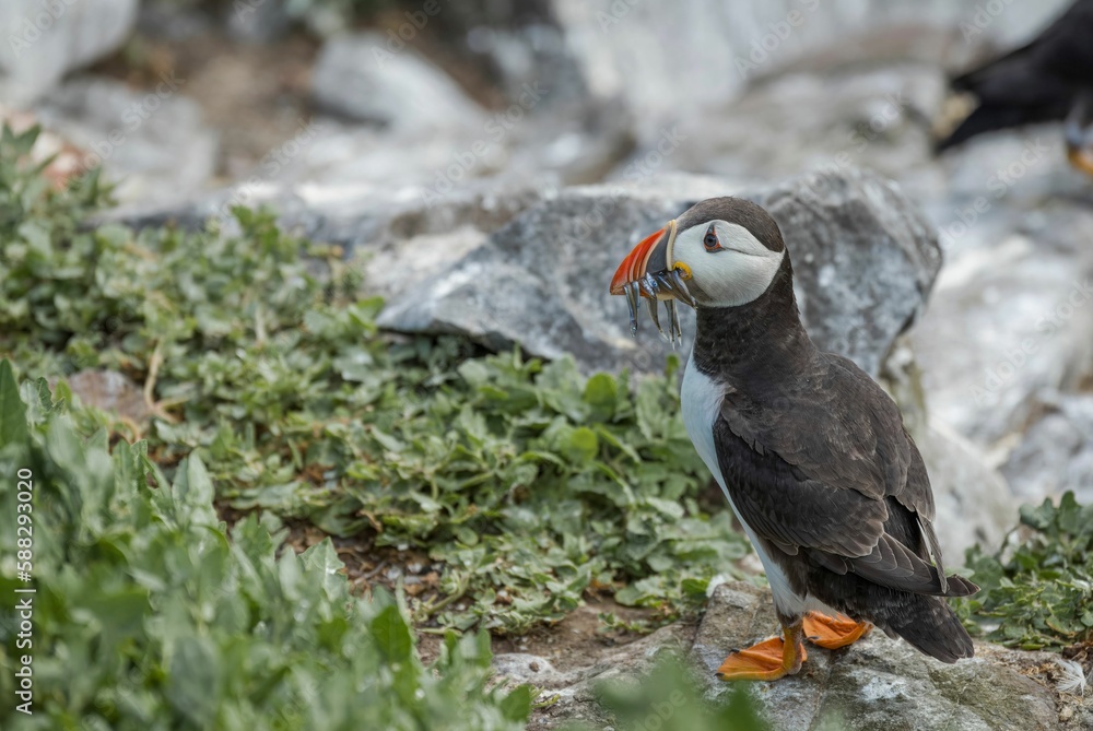 Obraz premium Closeup shot of a cute Puffin in the Farne Islands, Northumberland