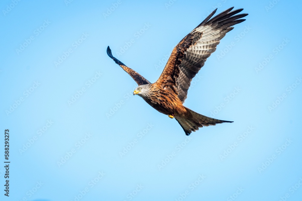 Fototapeta premium Low angle shot of a beautiful red kite bird flying in a blue sky