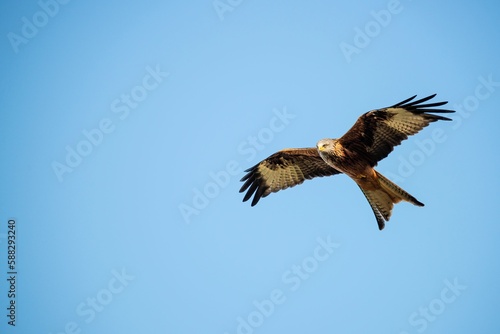 Low angle shot of a beautiful red kite bird flying in a blue sky © Phil Whiting/Wirestock Creators
