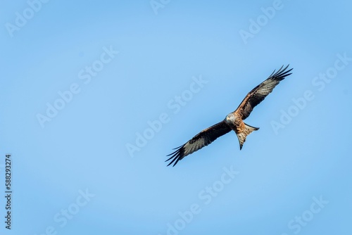 Low angle shot of a beautiful red kite bird flying in a blue sky